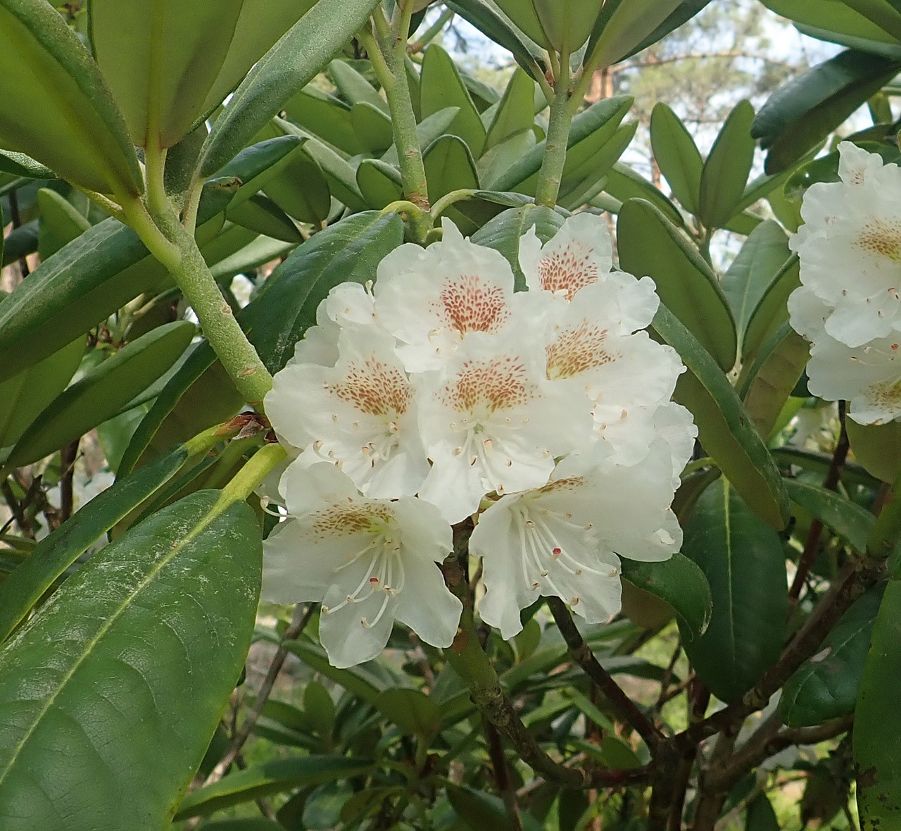 R. brachycarpum ssp. brachycarpum Tigerstedtii Group